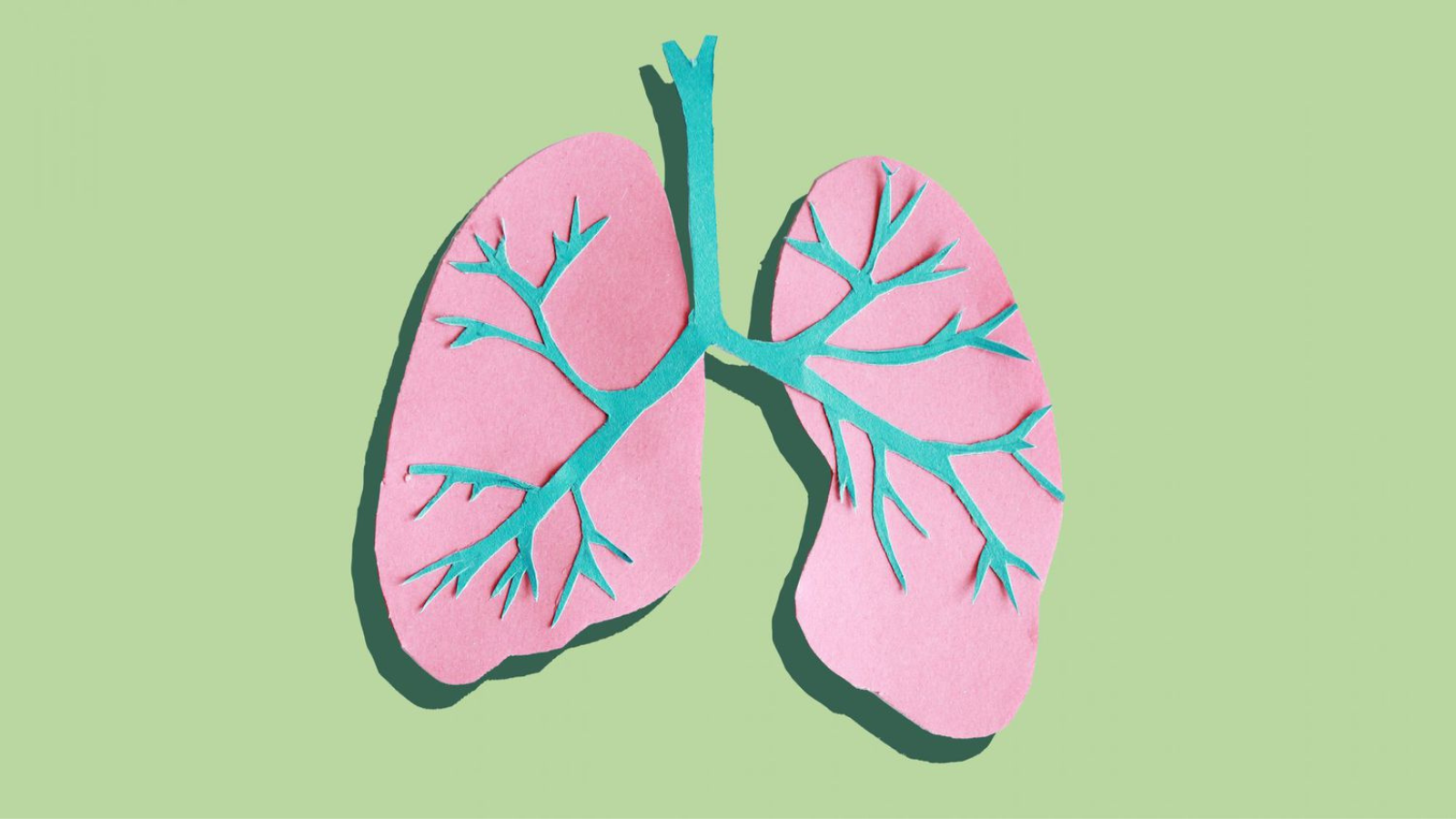 diagram:qlzhkrzlnlk= lungs